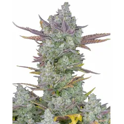 Gorilla Cookies Auto | Autoflowering Hanfsamen von Fast Buds | 3 Hanfsamen