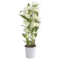 Dehner Traubenorchidee 12 Ø x 40-50 cm Weiß