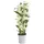 Dehner Traubenorchidee, üppige weiße Blüten, ca. 40-50 cm, Ø Topf 12 cm, Zimmerpflanze