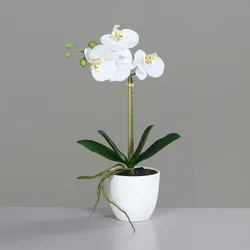 Orchidee weiß - weiß