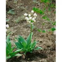 Pflanzen Für Dich Dodecatheon meadia 'Alba', Shooting Star, weiß,