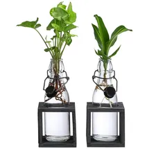 Dehner Waterplant-Set Grünpflanzen in Glasflaschen, 2-teilig,
