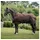 Irish Innovation Outdoordecke Irish Turnout 300g XL indigoblue