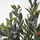 Homescapes KUNSTBAUM Olive, 90 cm