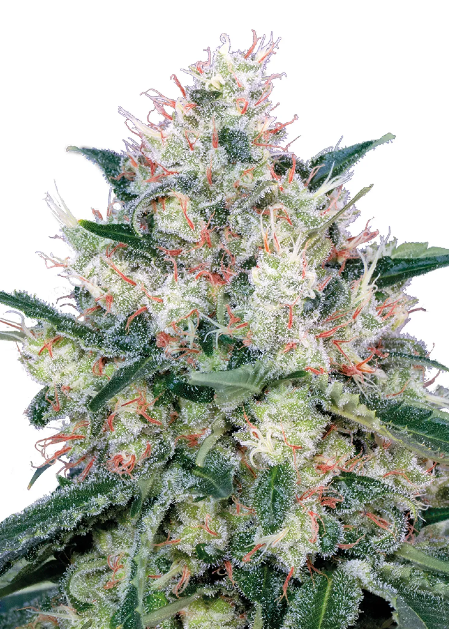 Royal Queen Seeds Honey Cream - Fast 1 Samen