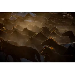 Fototapete PAPERMOON "Photo-Art RAMIZ SAHIN, NATURPFERDE HERDE", bunt, B:3,50m L:2,60m, Vlies, Tapeten