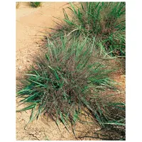 Pflanzen Für Dich Eragrostis spectabilis, Purpur-Liebesgras, ca. 9x9 cm