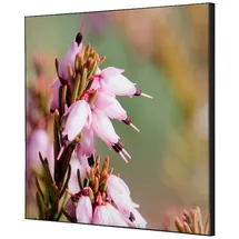 Showdown Displays Bilderrahmen schwarz 40x40 cm 1 St.