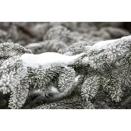 Pflanzen Für Dich Weihnachtsbaum Nordmanntanne 160- 180