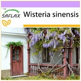 Saflax - Blauregen - 4 Samen - Wisteria sinensis