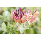 PlantaPro Lonicera periclymenum 'Serotina' 60–100 cm – Winterhart, Mehrjährig, Pflegeleicht – Geißblatt – Kletterpflanze für Pergola & Rankhilfe