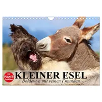 Calvendo Kleiner Esel. Boldewyn mit seinen Freunden (Wandkalender 2026