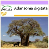 Saflax - Afrikanischer Affenbrotbaum - 6 Samen - Adansonia digitata