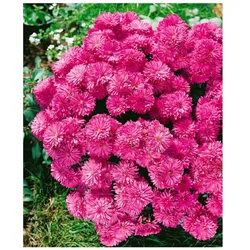 Chrysanthemum x hort.'Manito', Chrysantheme, ca. 9x9 cm Topf