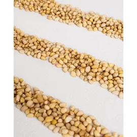 Buxtrade Bio Pinienkerne 1 kg Kerne