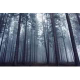 Papermoon Fototapete »Photo-Art DAVID CHAROUZ, GEHEIMNISVOLLER NEBLIGER Wald bunt
