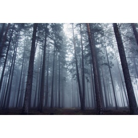 Papermoon Fototapete »Photo-Art DAVID CHAROUZ, GEHEIMNISVOLLER NEBLIGER Wald bunt