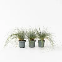 Plant in a Box - Blaugrünes Schwingel - 9