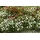 Floraworld Viereckgeflecht 150 x 2500 cm Anthrazit