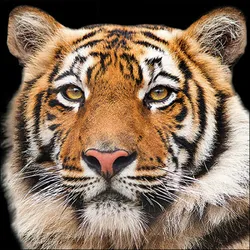 20 Servietten Papier 33x33cm 3-lagig - hochwertige Einweg Papierservietten Tiger Tiermotiv Fotodruck Safari Großkatze Raubkatze Kindergeburtstag Party