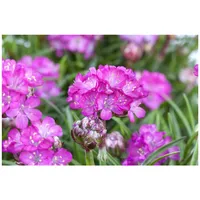 Pflanzen Für Dich Armeria maritima 'Splendens', Grasnelke, rosa, ca.