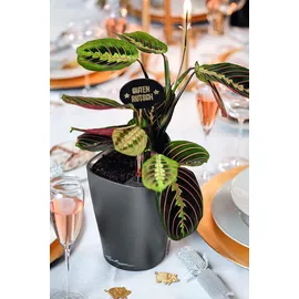 LECHUZA Deltini Komplettset 15 x 15 x 19 cm anthrazit metallic