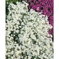 Pflanzen Für Dich Cerastium tomentosum 'Silberteppich', Hornkraut, silbrig, ca.