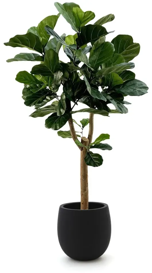 + 10 % Kassenrabatt | Designplants/Luca Lifestyle Lyrata Y Kunstbaum (h:170 cm) mit Grigio Balloon Blumentopf