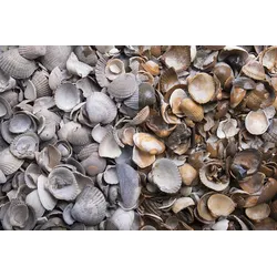 Zierkies Muscheln