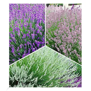 BALDUR Garten Winterharte Stauden Lavendel-Sortiment, 9 Pflanzen, blau, rosa, weiß, Duftlavendel, Lavandula angustifolia echter Lavendel, trockenresistent, mehrjährig, bienenfreundlich, blühend