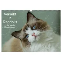 Calvendo Verliebt in Ragdolls ... die sanfte Katzenrasse (Wandkalender