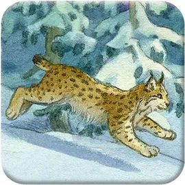 Coppenrath Verlag Memo-Adventskalender Die Tiere im Winterwald