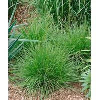 Pflanzen Für Dich Deschampsia cespitosa 'Tauträger' Schmiele, ca. 9x9