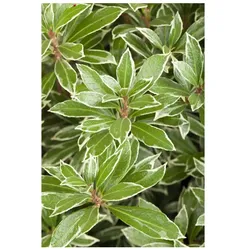 Pieris japonica 'Little Heath', Japanische Lavendelheide, 20–25 cm