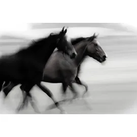 Queence Wandsticker QUEENCE "Horses", schwarz, B:90cm H:60cm T:0,1cm, Folie, Wandtattoos, Selbstklebend, kinderleichte Anbringung