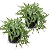 Briful 2er Set Künstliche Farn Kunstpflanze Schwarz Keramiktopf Deko