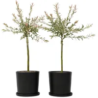 Plant in a Box - Salix integra 'Flamingo' -