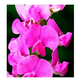 YODEYMA Poetic Eau de Cologne 100 ml