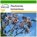 Saflax - Blauglockenbaum - 200 Samen - Mit keimfreiem Anzuchtsubstrat - Paulownia tomentosa