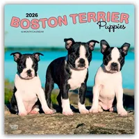 Browntrout Verlags GmbH Boston Terrier Puppies - Boston Terrier