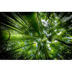 Fototapete PAPERMOON "Photo-Art DAVID ROS, ARASHIYAMA", bunt, B:2,50m L:1,86m, Vlies, Tapeten
