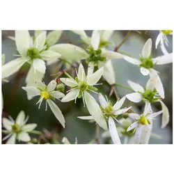 Saxifraga cortusifolia var.fortunei, Steinbrech, ca. 9x9 cm Topf