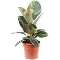 Flowerbox Value Greens Pflegeleichter Gummibaum Ficus Elastica 'Robusta' ca.