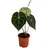 Dehner Herzblattblume, Anthurium clarinervium, Dunkelgrün, Weiß