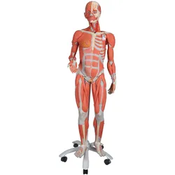 Muskelfigur, weiblich, ohne innere Organe, auf Metallstativ mit Rollen, 23-teili...