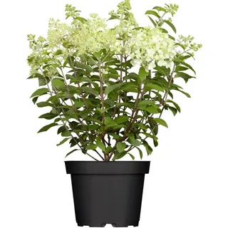 Pflanzen Für Dich Hydrangea paniculata 'Limelight' -S-, Rispenhortensie, grünlich-weiß, 40–60 cm