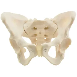 Anatomisches Beckenmodell Weibliches Skelett HeineScientific