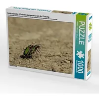 Calvendo Feldsandläufer (Cicindela campestris) bei der Paarung (Puzzle)