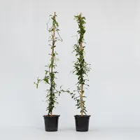 Plant in a Box - Toskanischer Jasmin - 2