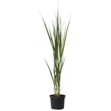 Plant in a Box - Panicum virgatum 'Northwind' Höhe 40-60cm